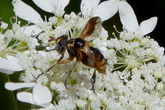 Trichopoda