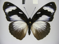 Hypolimnas anthedon anthedon