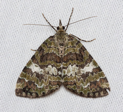 Hydriomena speciosata