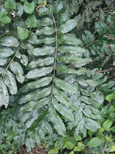 Image of Cabralea canjerana by (c) Maike Letícia Link Bianchini, some rights reserved (CC BY)