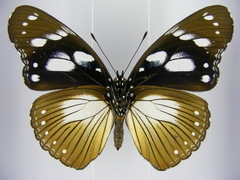 Hypolimnas anthedon anthedon