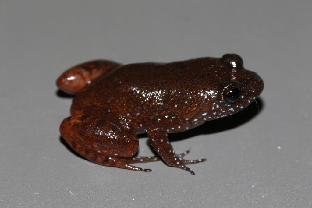 Egg Frog