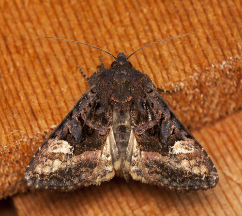 American Angle Shades