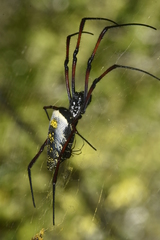 Trichonephila inaurata madagascariensis
