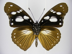 Hypolimnas anthedon anthedon