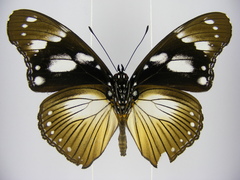 Hypolimnas anthedon anthedon