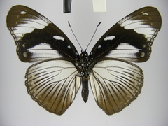 Hypolimnas anthedon anthedon