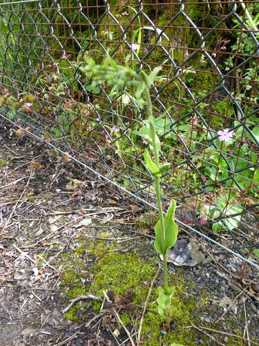 Image of Epipactis dunensis by (c) Sheelagh Halsey, some rights reserved (CC BY)