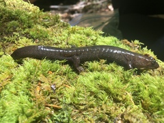 Desmognathus kanawha