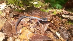 Plethodon yonahlossee