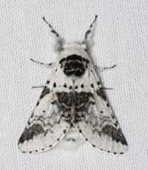 Furcula scolopendrina