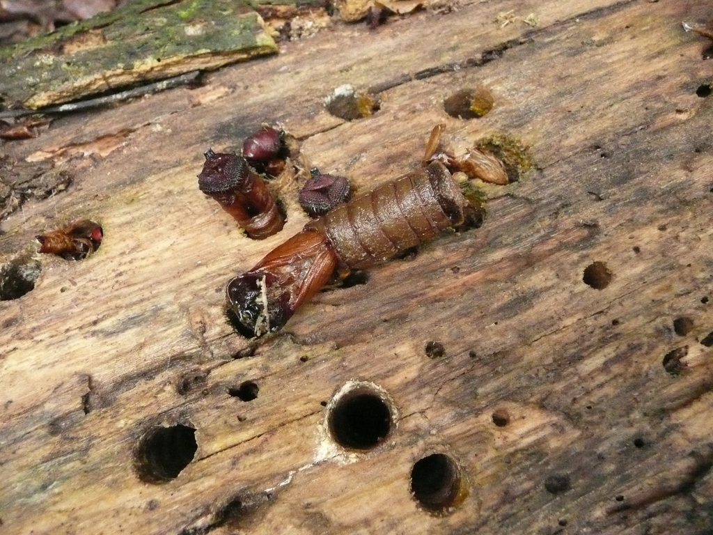 Timber Fly Timber Flies from Ichilo, Bolivia on November 19, 2007 at 02:13 PM by ...