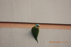 Brotogeris pyrrhoptera