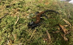 Plethodon yonahlossee