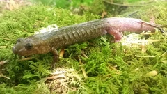 Desmognathus marmoratus