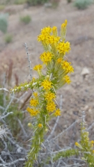 Tetradymia spinosa