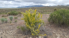 Tetradymia spinosa