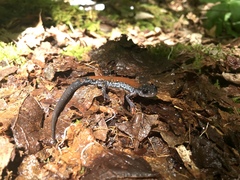 Plethodon yonahlossee