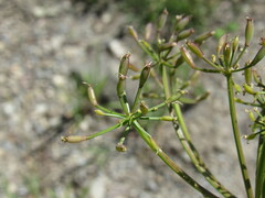 Lomatium multifidum, photograph Anders Hastings, CC BY, iNaturalist via GBIF