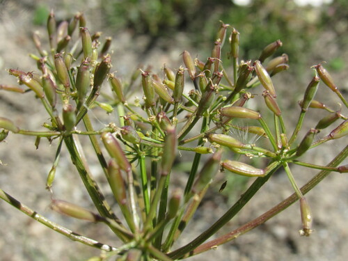 Lomatium multifidum, photograph 6