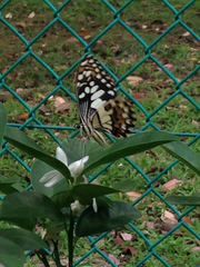 Papilio demoleus malayanus