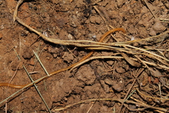 Bothriogaster signata