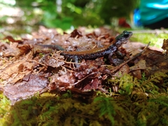 Plethodon yonahlossee