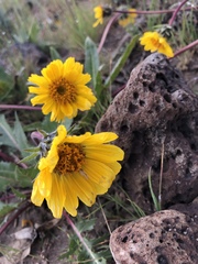 Balsamorhiza serrata