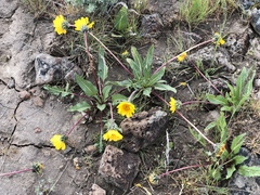 Balsamorhiza serrata