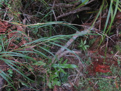 Poa anceps