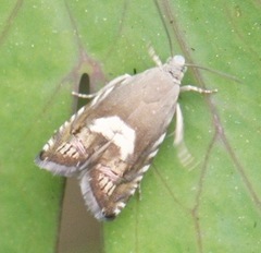 Grapholita fana