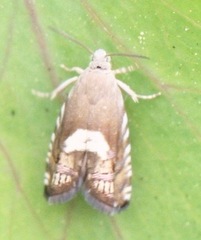 Grapholita fana