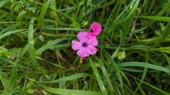 Purple Shamrock (Eudianthe)