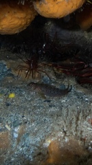 Notoclinops yaldwyni