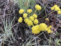 Lomatium triternatum