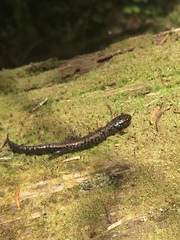Plethodon welleri