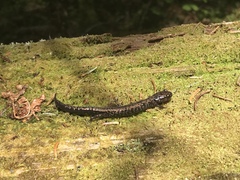 Plethodon welleri