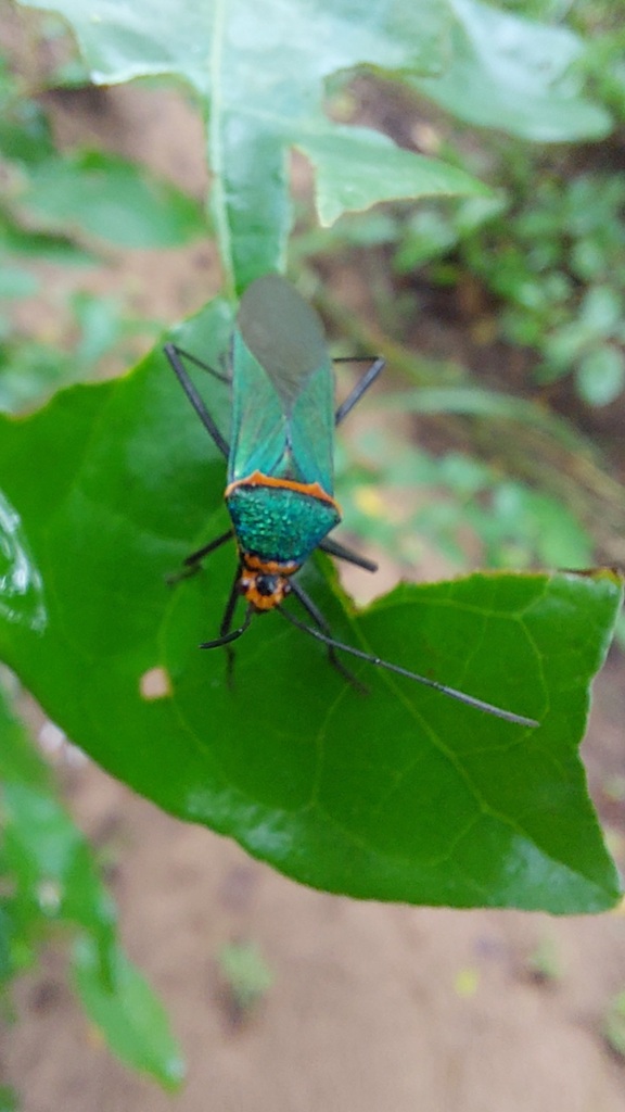 Sphictyrtus caesareus