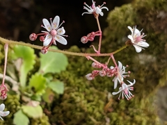 Saxifraga spathularis