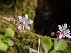 Saxifraga spathularis