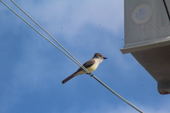 Myiarchus tyrannulus