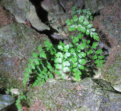Asplenium cimmeriorum