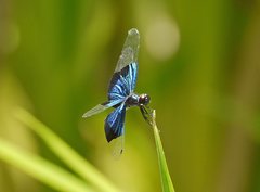 Rhyothemis resplendens