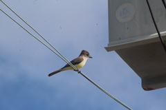 Myiarchus tyrannulus