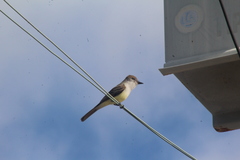 Myiarchus tyrannulus