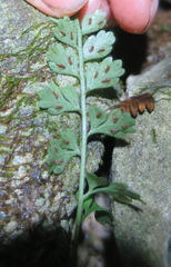 Asplenium cimmeriorum