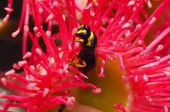 Hylaeus euxanthus