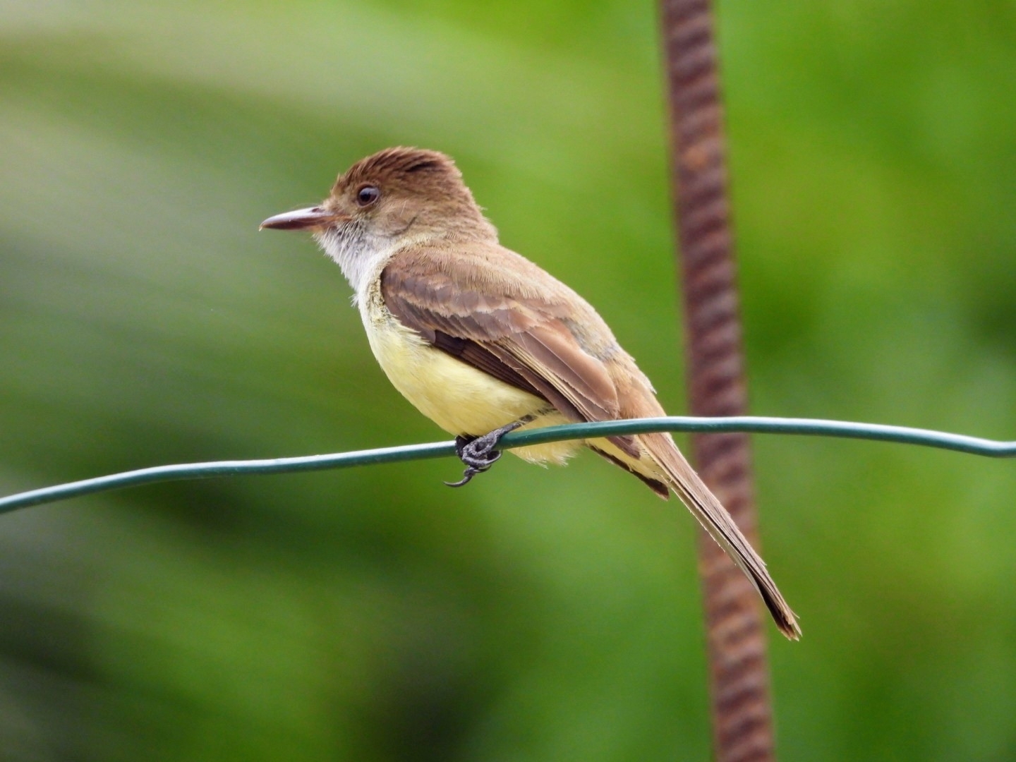 Sad Flycatcher (Myiarchus barbirostris), photo 9