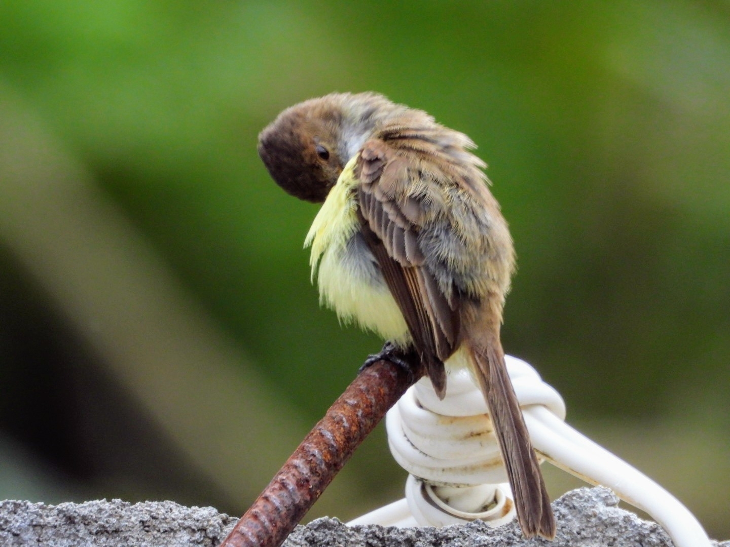 Sad Flycatcher (Myiarchus barbirostris), photo 10