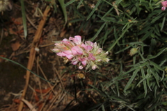 Onobrychis ebenoides